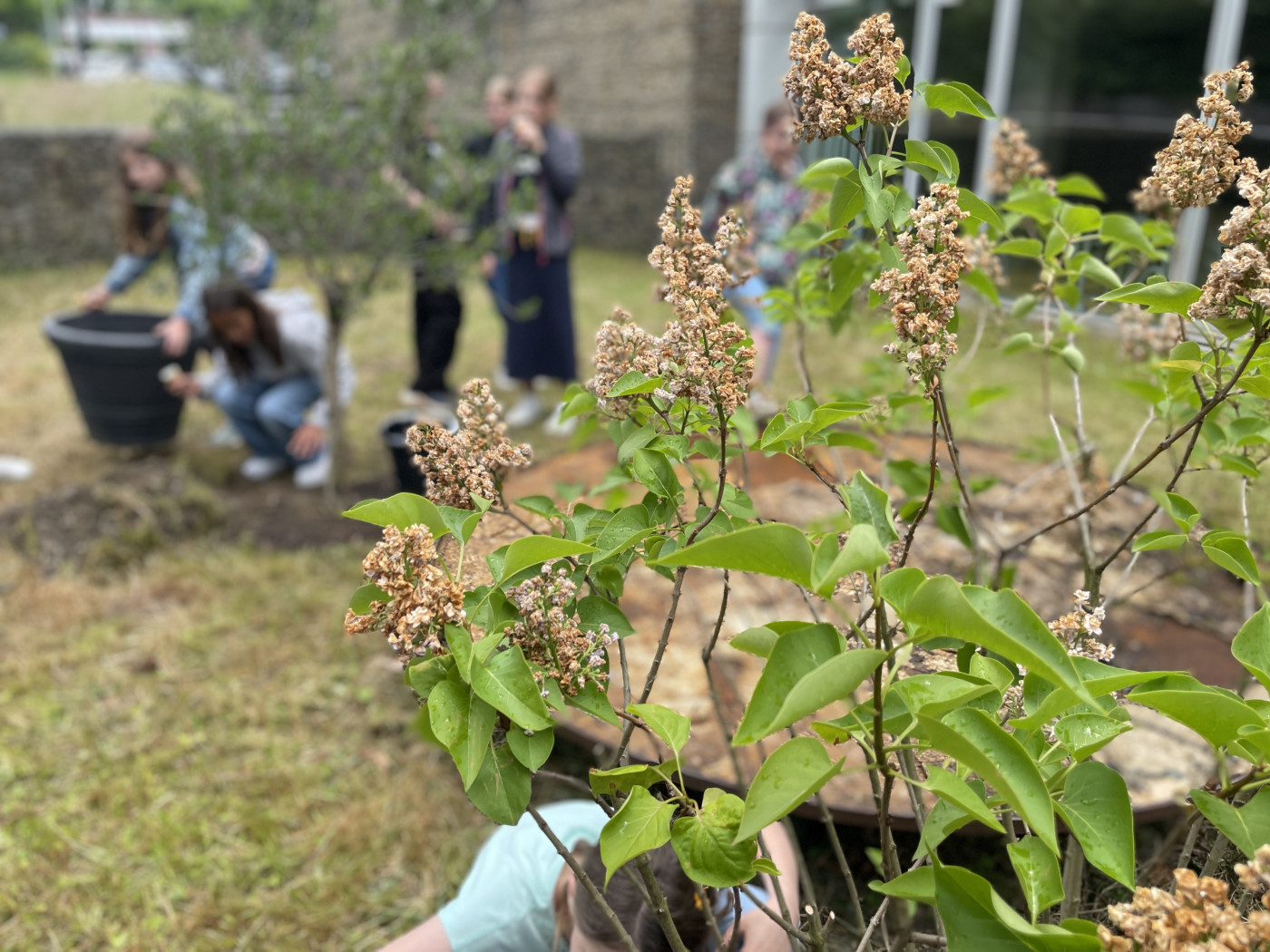 MGW pflanzt zwei Bäume - hauseigener Klimaschutz zum Jubiläum der Caritas in Essen